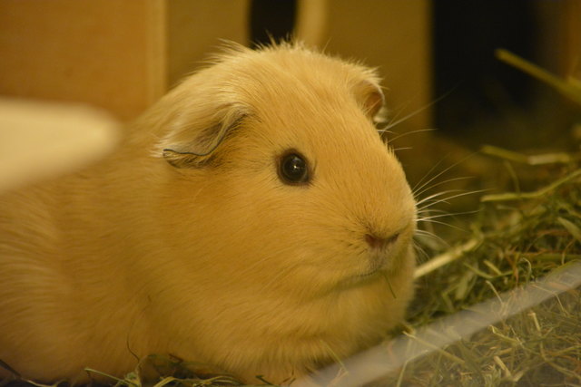 Lotti