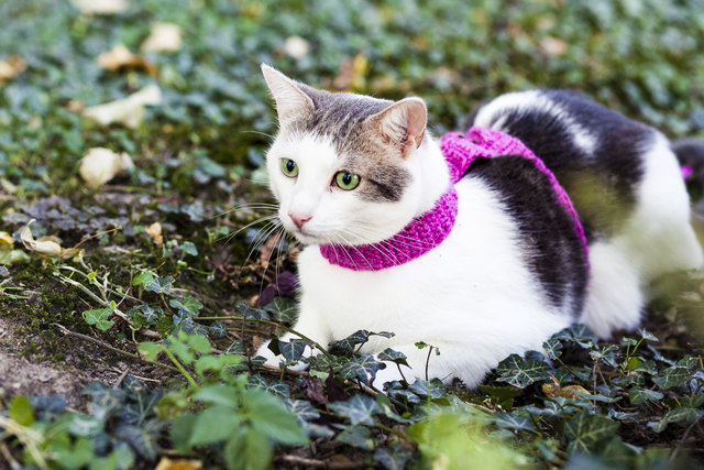 Mein Finn beim Gartenausflug mit selbstgestrickter Leine ;)