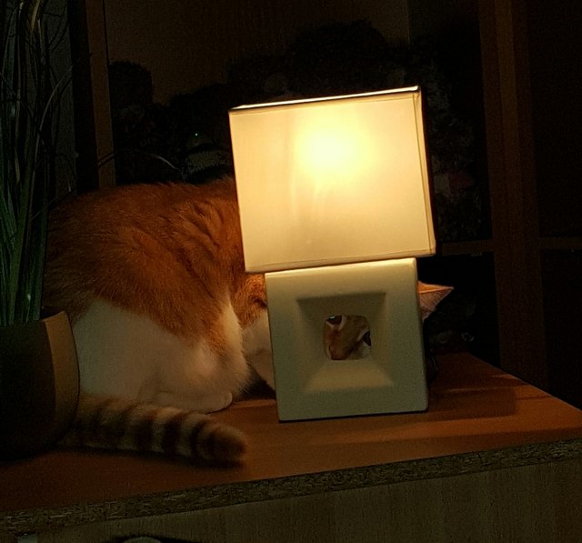 Puppi hat stets den Durchblick