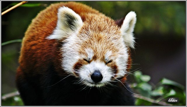 hab's schon wieder versteckt, mei Zungerl