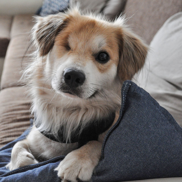 Lupin III, der Piratenhund
