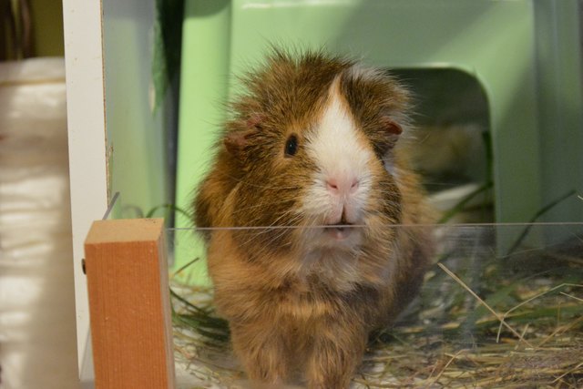 Herbert
