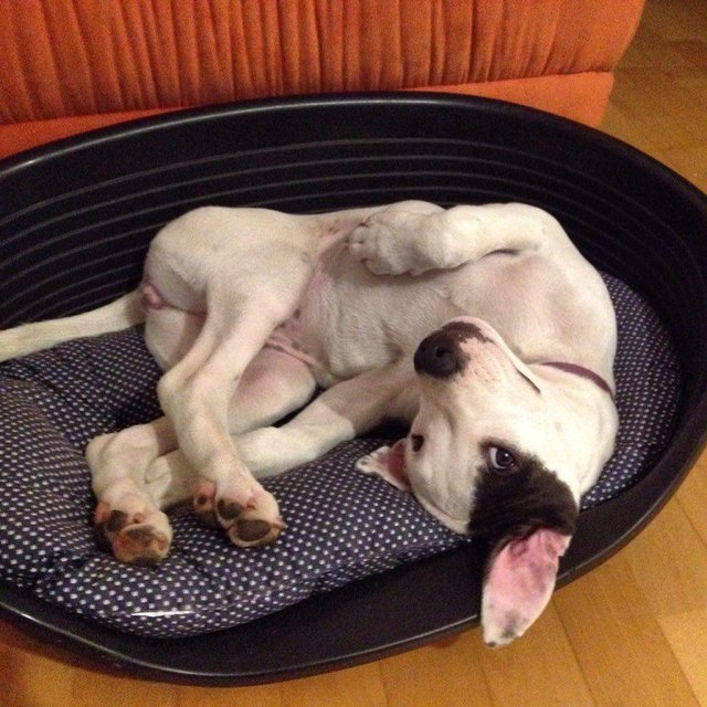 Guten Morgen, Orion! :)