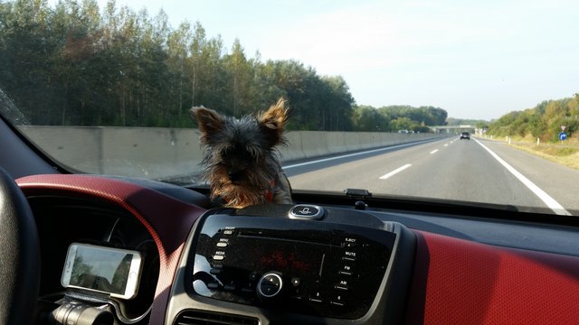 Begeisterter Autofahrer