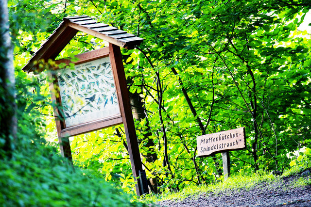 Am Samstag, 29.10., laden die Bezirksblätter zum Regionauten-Wandertag in die Ötschergräben | Foto: © weinfranz.at