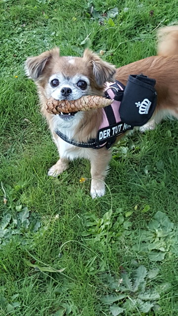 Chipsy in ihrem Element!