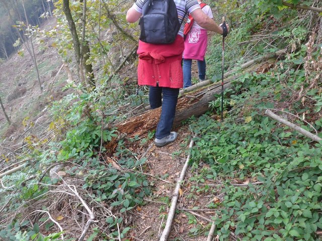 Der Legleitnersteig mit Hindernissen seit der Holzfällung im Sommer.