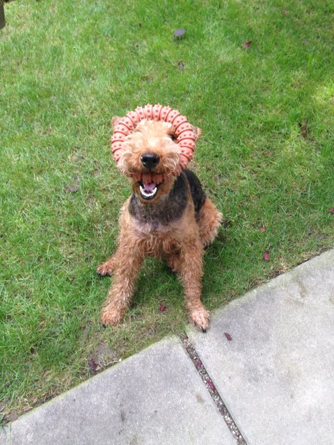 unsere vespielte Welsh Terrier Hündin "basi"