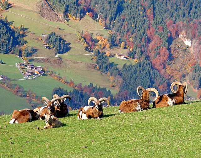... so werden manchmal auch Mufflons, genannt. "Muffel" - dieses Wort stammt aus der Jägersprache und bedeutet soviel, wie: "kurze Schnauze". Auch unter dem Namen "Europäische Wildschafe", sind sie bekannt!