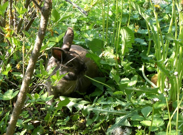 Hase Andi beim Auslauf im Garten