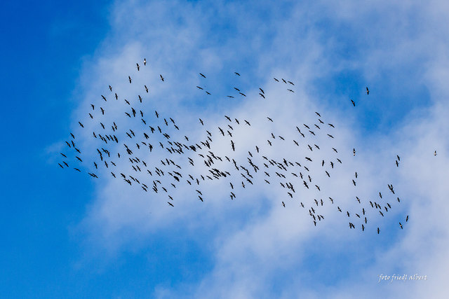 Kraniche über Trosselsdorf