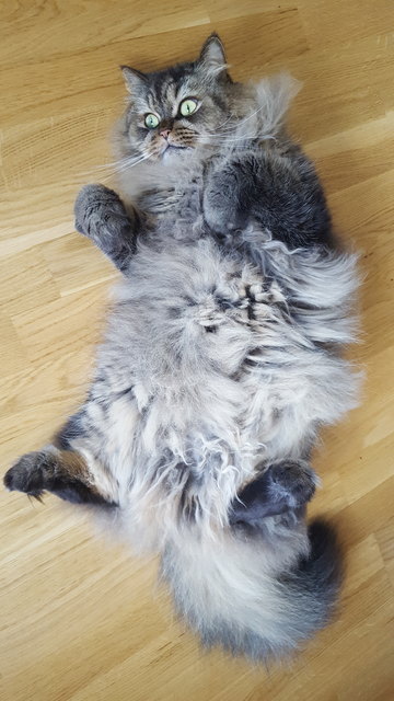 Mein Kater Mikesch ist ein Fellmonster zum Liebhaben.