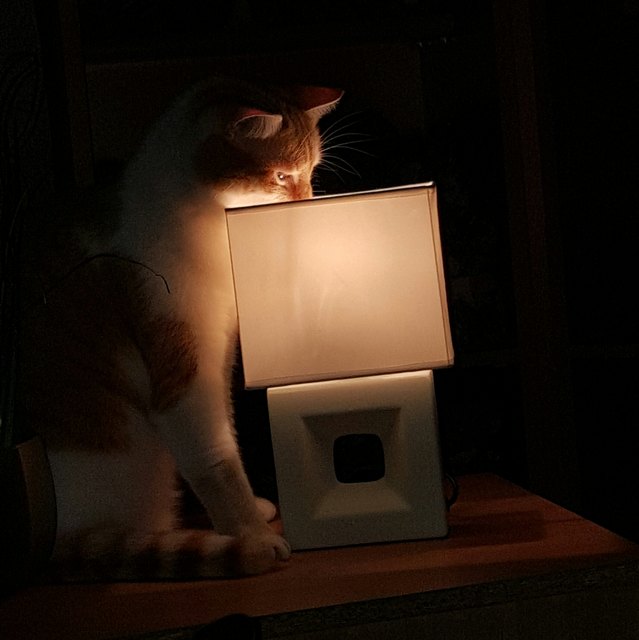 Puppi lässt sich sonnen