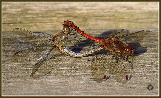 Libellen – Heidelibelle – Sympetrum – Paarung – Kopulation –Paarungsrad
Dieses Heidelibellen-Pärchen ist mir heute – 15. Oktober 2016 – an der Großen Mühl  begegnet. Zurzeit kann man dort   die Heidelibellen noch  bei der Paarung beobachten.   Diese beiden haben sich auf einer Sonnenliege ihrem Fortpflanzungsgeschäft hingegeben.