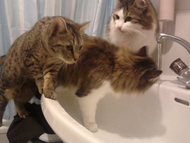 Zu dritt im Waschbecken