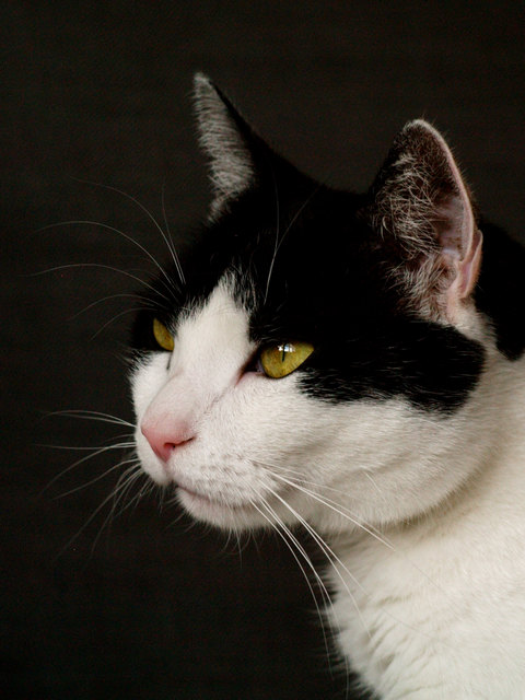 Unser Fridolin 