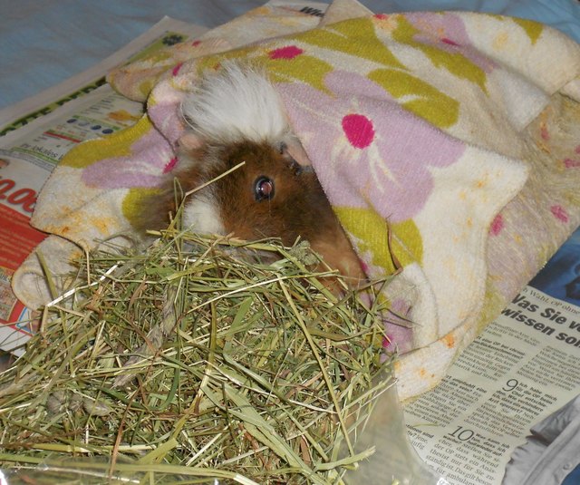Meerschweinchen  Kiki