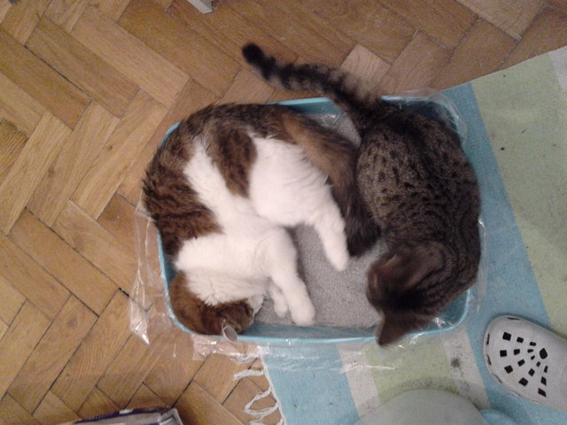 Zu zweit im Katzenklo