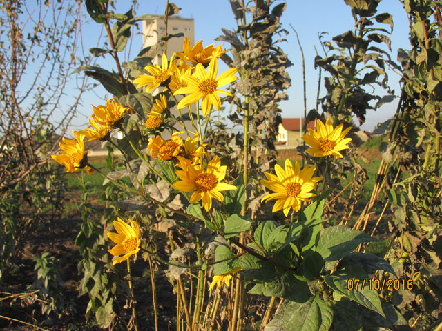 Topinamburblüten