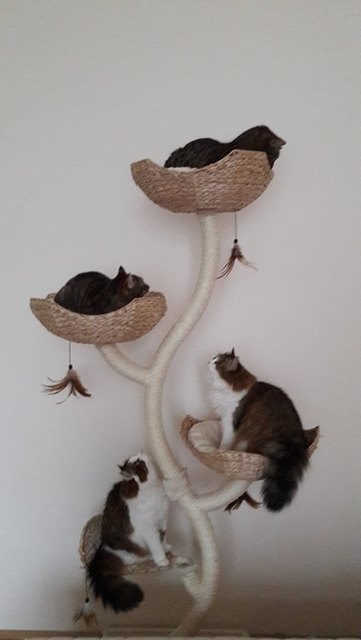 Zu viert am Kratzbaum