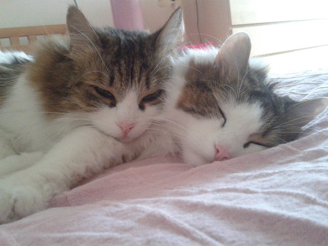 Unsere Katzengeschwister Lara und Luna eng umschlungen beim Kuscheln :-)