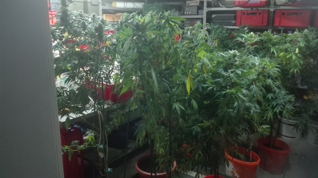 Hausdurchsuchung: Diese Cannabis-Aufzucht wurde nach der Verhaftung des Drogenkönigs sichergestellt. | Foto: Polizei