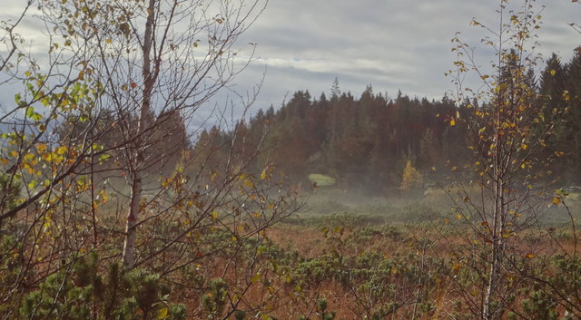 Nebelstimmung im Moor