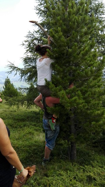 Zirbenzapfen zupfen am Zirbitzkogel