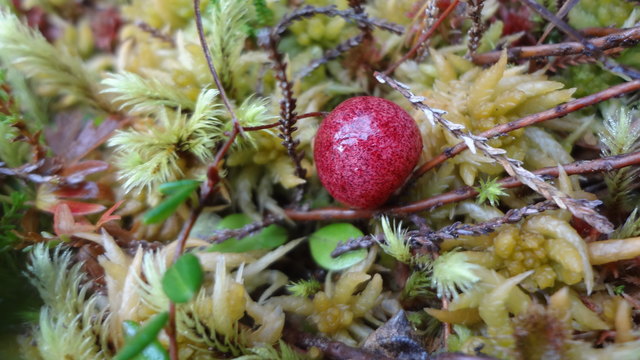 Moosbeere https://pagewizz.com/ist-cranberry-preiselbeere-moosbeere-alles-das-28542/