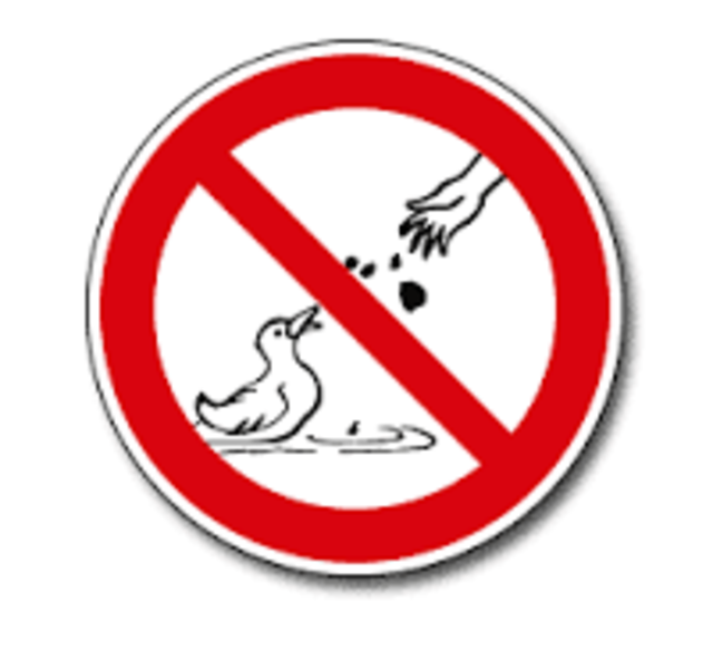 Enten füttern ist gefährlich