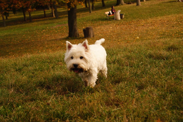 Coco beim Herbstspaziergang