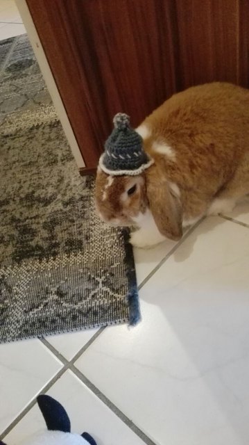 Unser Gismo liebt es warm und kuschelig.