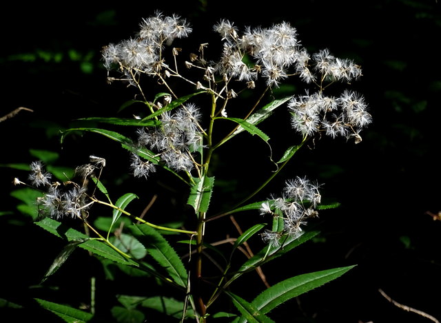 Auch jetzt hat die Pflanze ihre Reize...
