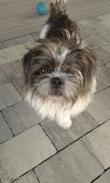 Gustav