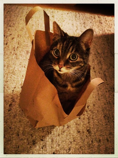 Katze im Sackerl