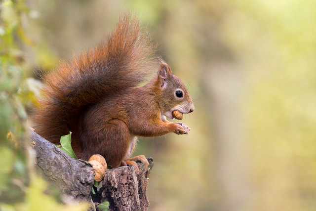 Mit viel Geduld - und Futter als Bestechung - gelingen auch Nahaufnahmen von Wildtieren, wie diesem Eichhörnchen.