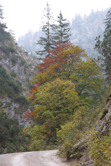 Herrliche Herbstfarben im Gießenbachtal.