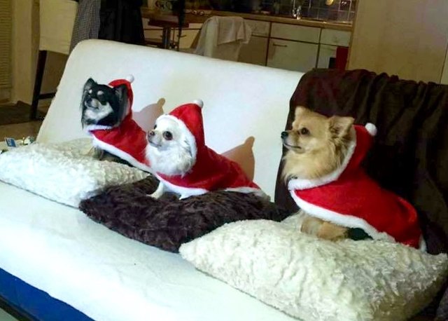Unsere drei Chihuahuas, Suki (weiß) die Mutter mit Tochter Fiola (schwarz) und Sohn Filou (braun), warten schon sehensüchtigst auf den Weihnachtsmann und die Geschenke die er bringt.
