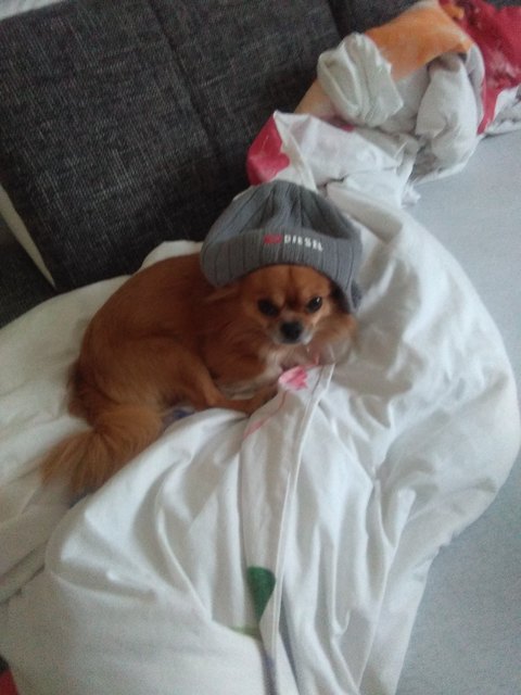 Mein Kuschelhund Charly