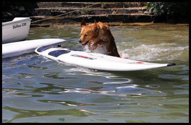 Leo - surf champion