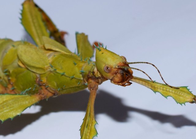 Extatosoma tiaratum