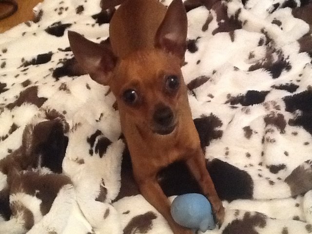 das ist Seppi
