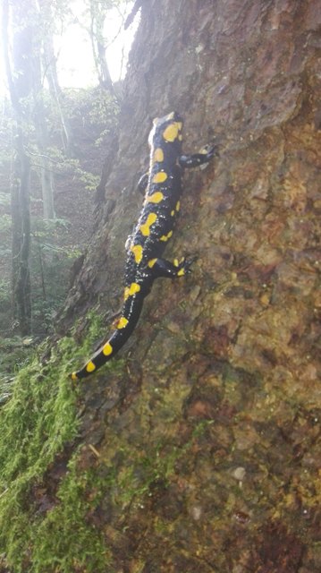 Auf wanderschaft durch den Wald