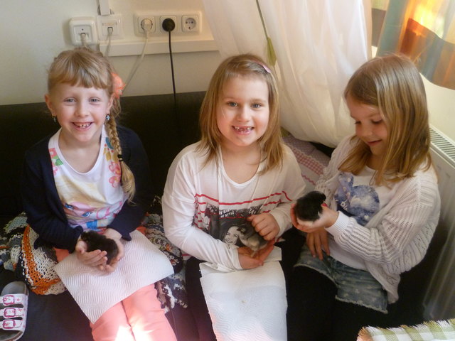 Eine Runde Kuscheln mit den Küken stand jeden Tag auf dem Stundenplan in der Volksschule Dorf an der Pram. | Foto: Bettina Hinterholzer