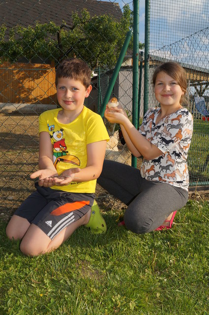 Drei junge Küken | Foto: Stelzer
