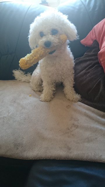 Auch hunde mögen Mais