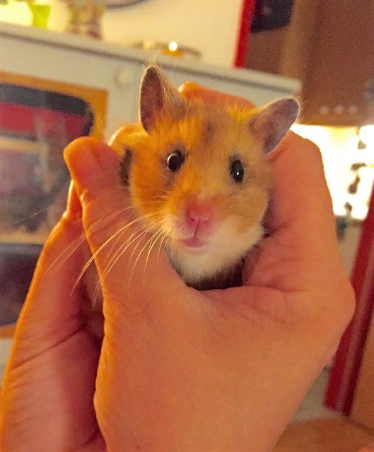 Sparky