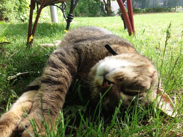 Sammy, der Philosophenkater, hat sogar ein Facebookprofil und eine Homepage: www.kinder-philosophie.at