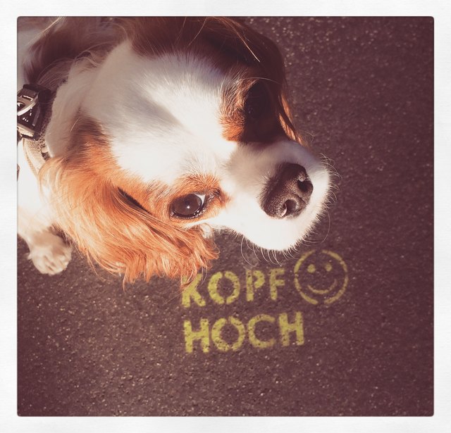 Kopf Hoch