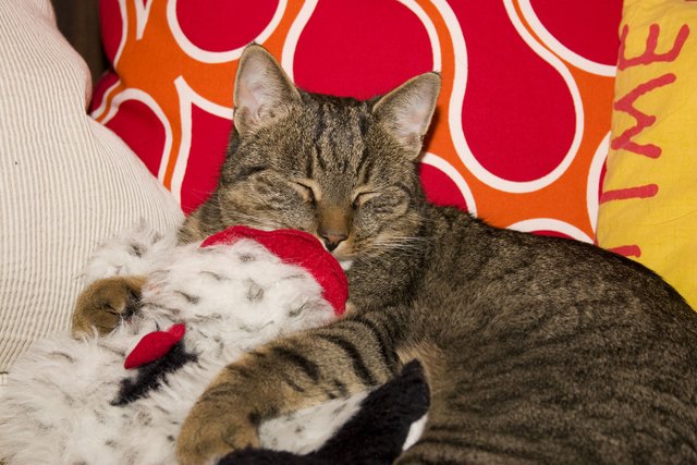 Sammy Kater hat sogar ein eigenes Facebook Profil und eine Homepage: www.kinder-philosophie.at !